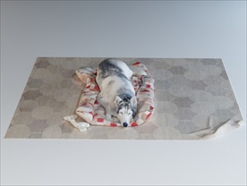 趴在垫子上的哈士奇