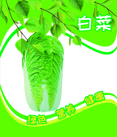 白菜