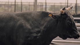 奶牛黑牛养殖工厂