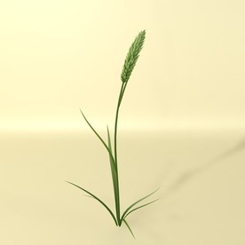 花草模型 植物模型 花卉模型