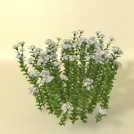 花草模型 植物模型 花卉模型