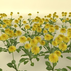 花草模型 植物模型 花卉模型