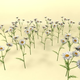 花草模型 植物模型 花卉模型