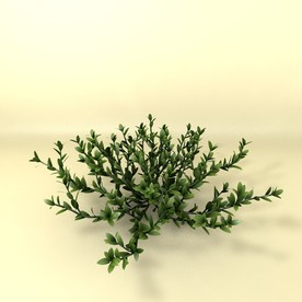 花草模型 植物模型 花卉模型