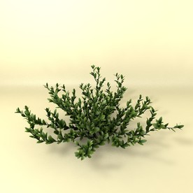 花草模型 植物模型 花卉模型