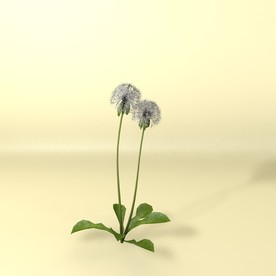 花草模型 植物模型 花卉模型