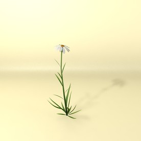 花草模型 植物模型 花卉模型