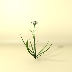 花草模型 植物模型 花卉模型