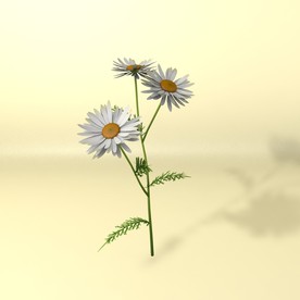 花草模型 植物模型 花卉模型