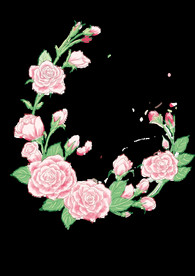 玫瑰、植物、插画