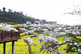 花卉景观设计效果图