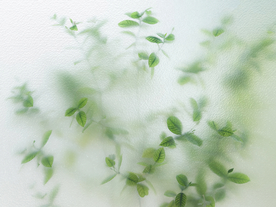 绿色植物背景墙