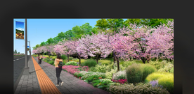 道路绿化樱花乡村花境