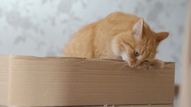 猫咪宠物可爱4K视频