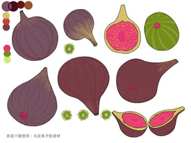 无花果手绘素材