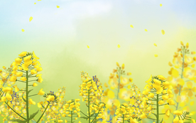 卡通金色油菜花元素