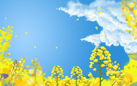 金色黄色油菜花