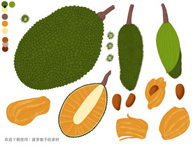 菠萝蜜手绘素材