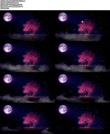 唯美星空下的樱花树