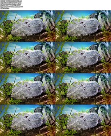 岩石上的小蝌蚪背景