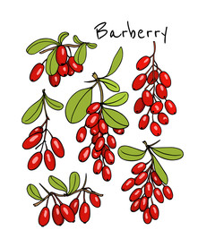 红枣手绘 红枣插画