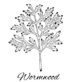 艾蒿手绘 艾草插画