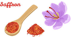 藏红花插画  藏红花手绘