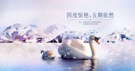 高级白天鹅海报