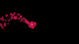 梅花拖尾粒子特效视频