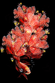 红色鲤鱼装饰画