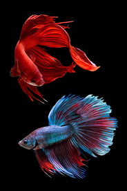 红色鲤鱼装饰画