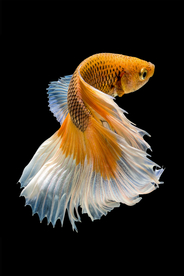 黄色鲤鱼装饰画