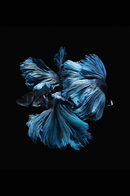 蓝色鲤鱼装饰画