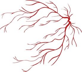 心脑血管 人体微血管 血管树