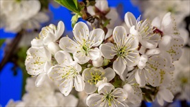 美丽花儿草绽放高清视频