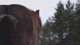 高清马驹特写视频
