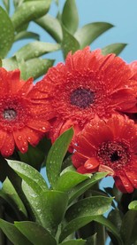 蓝色背景的插花花朵