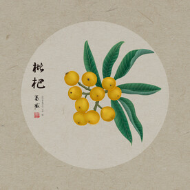 手绘枇杷