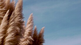 棕色的植物与风共舞自然界视频