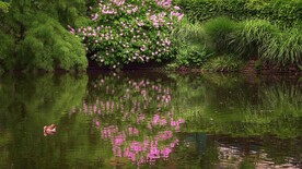 湖水中一只鸭子与倒影惊艳花草