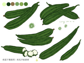 丝瓜手绘素材