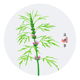 手绘益母草