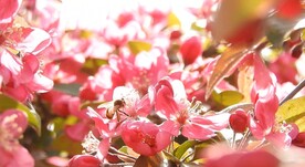 海棠花背景视频