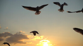 海鸥 海鸟 大海 海洋动物世界