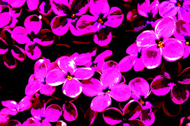 餐厅装饰画素材紫色花朵