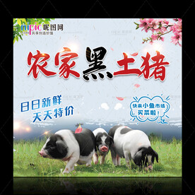 农家黑土猪广告