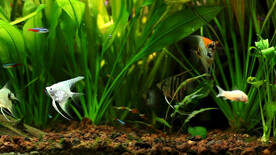 鱼缸里的热带鱼