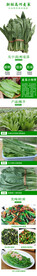 新鲜高州麦菜唛菜详情设计图
