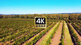 风景素材航拍万亩葡萄种植园区