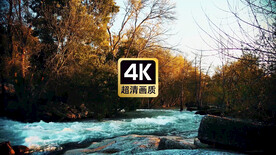 唯美风景森林里流淌着清澈河水